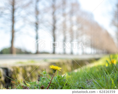 春天綠樹成蔭的大道 春天綠樹成蔭的大道 62816359