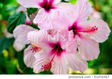 Beautiful Pink Hibiscus flower in the garden Beautiful Pink Hibiscus flower in the garden 62816467