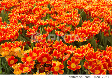 Orange and yellow tulips fild. Spring background. 62817067