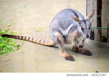 Shima Oyawa Wallaby Shima Oyawa Wallaby 62817247