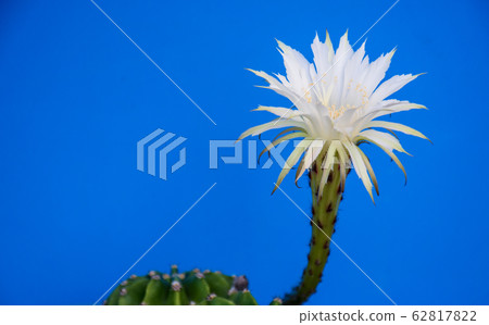 七巧花 62817822
