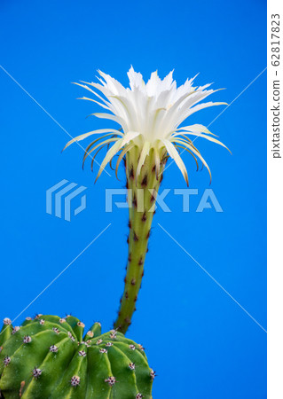 七巧花 62817823