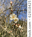 Plum blossom  62818425