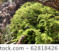 Moss 62818426