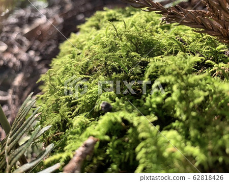 Moss Moss 62818426