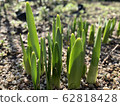 Sprout 62818428
