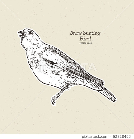 The snow bunting is a passerine bird in the family The snow bunting is a passerine bird in the family 62818493