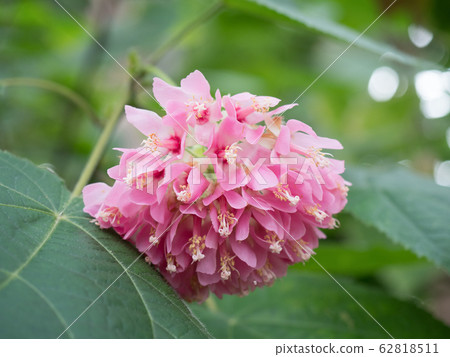 Don Bear · Wolickey 62818511