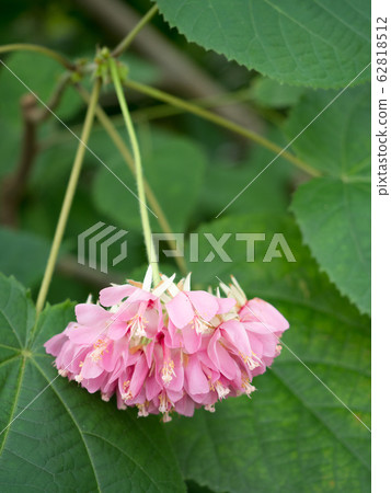 Don Bear · Wolickey 62818512