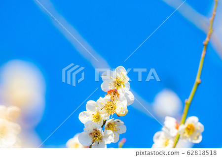 Plum blossoms and blue sky [Ibaraki Prefecture] 62818518