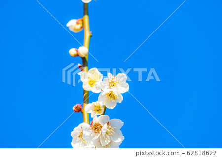 Plum blossoms and blue sky [Ibaraki Prefecture] 62818622