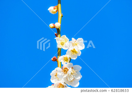 Plum blossoms and blue sky [Ibaraki Prefecture] 62818633