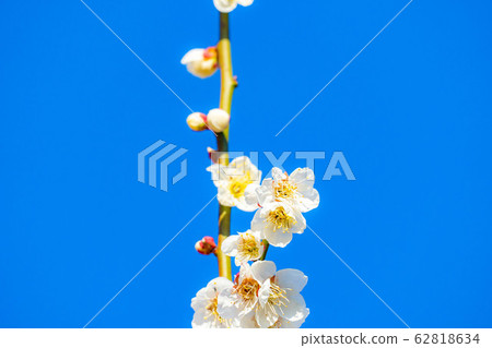 梅花和藍天[茨城縣] 62818634