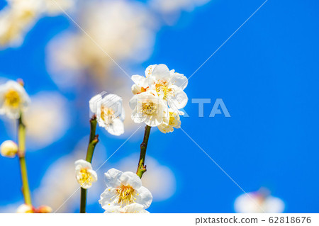 Plum blossoms and blue sky [Ibaraki Prefecture] 62818676