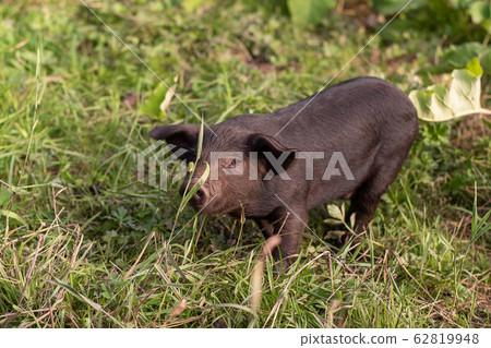 Black little pig. On the grass. Black little pig. On the grass. 62819948