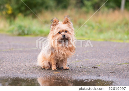 Dog, a cross between the Yorkshire Terrier. Sits 62819997