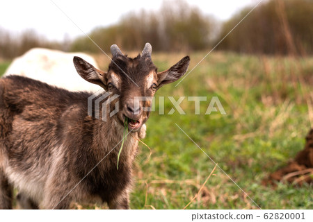 Little cute goatling chewing grass in the field. 62820001