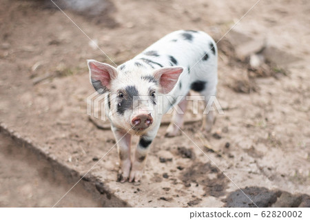 spotted piglet