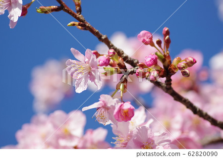 Kawazu cherry tree 62820090