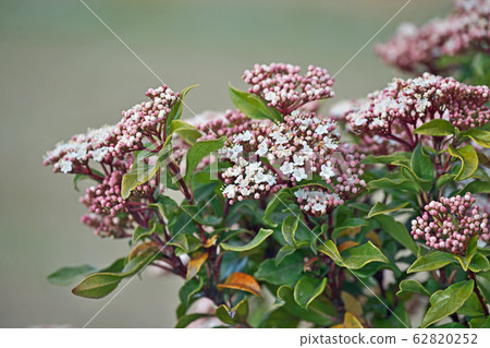 木莢burn花 木莢burn花 62820252