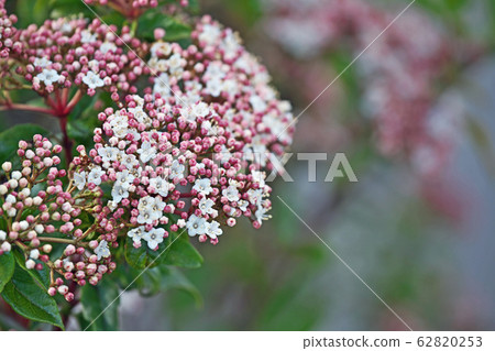 木莢burn花 木莢burn花 62820253