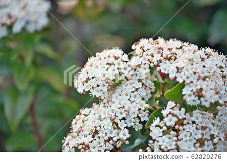 木莢burn花 木莢burn花 62820276