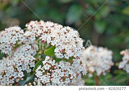 木莢burn花 62820277