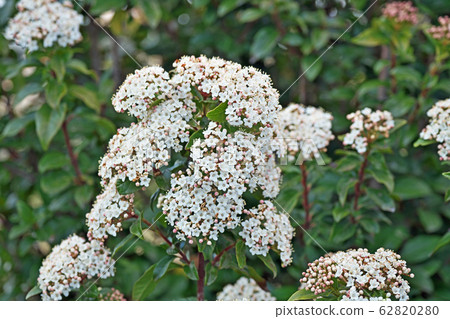 Wood viburnum flower 62820280