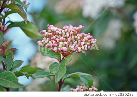 木莢burn花 62820282