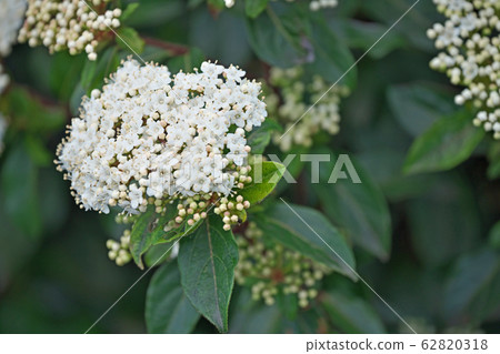 木莢burn花 62820318