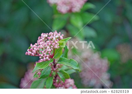 木莢burn花 62820319