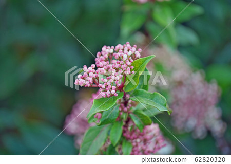 木莢burn花 62820320