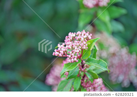 Wood viburnum flower Wood viburnum flower 62820321