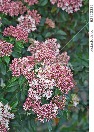 Wood viburnum flower Wood viburnum flower 62820322