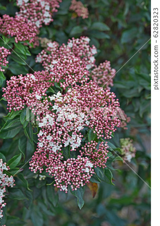 Wood viburnum flower Wood viburnum flower 62820323