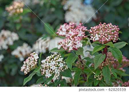 木莢burn花 木莢burn花 62820339