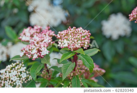 木莢burn花 木莢burn花 62820340