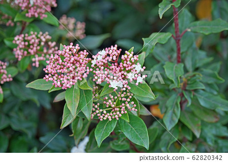 木莢burn花 木莢burn花 62820342