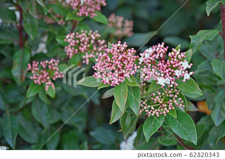 Wood viburnum flower Wood viburnum flower 62820343