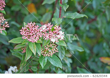 Wood viburnum flower Wood viburnum flower 62820344