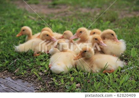 Duck baby Duck baby 62820409