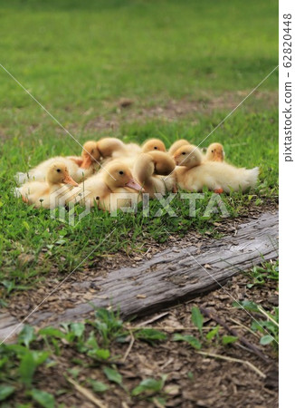 Duck baby Duck baby 62820448