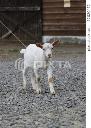 小山羊 62820452