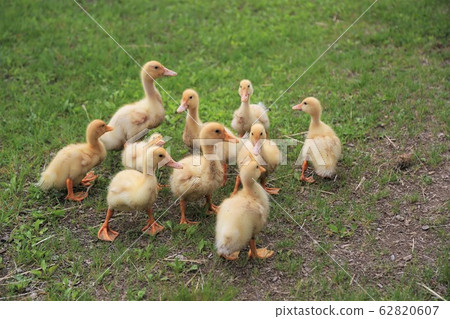 Duck baby Duck baby 62820607