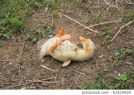 Duck baby Duck baby 62820609