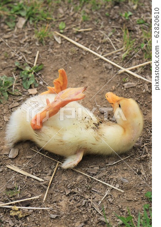 Duck baby Duck baby 62820610