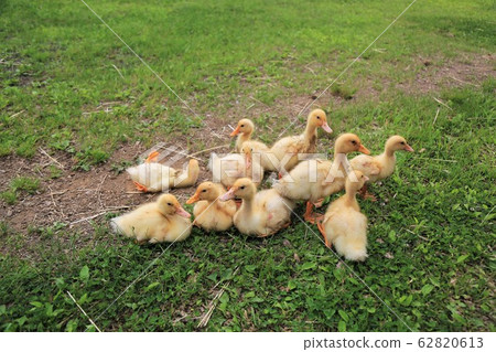 Duck baby Duck baby 62820613