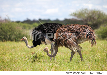 Ostriches Ostriches 62820628