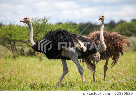 Ostriches Ostriches 62820629