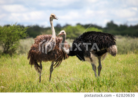 Ostriches 62820630